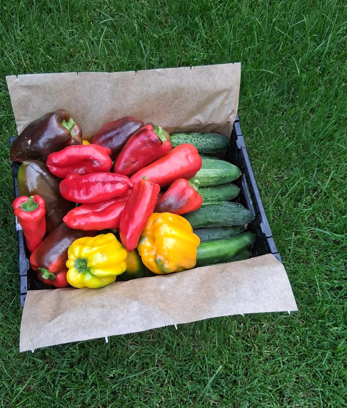 Korb mit Gurken und paprika aus dem Twins Garten